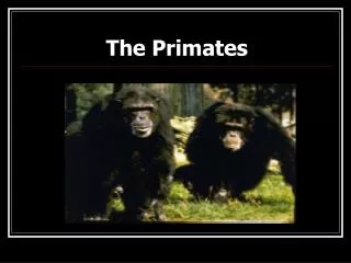 The Primates