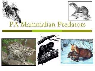 PA Mammalian Predators