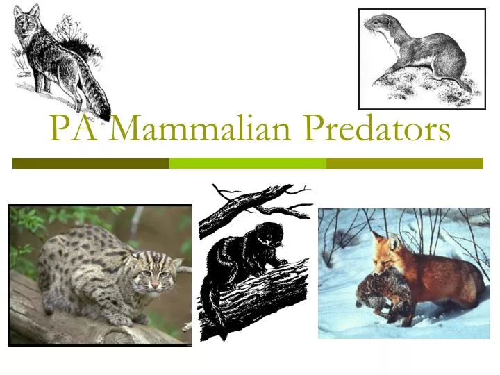 pa mammalian predators