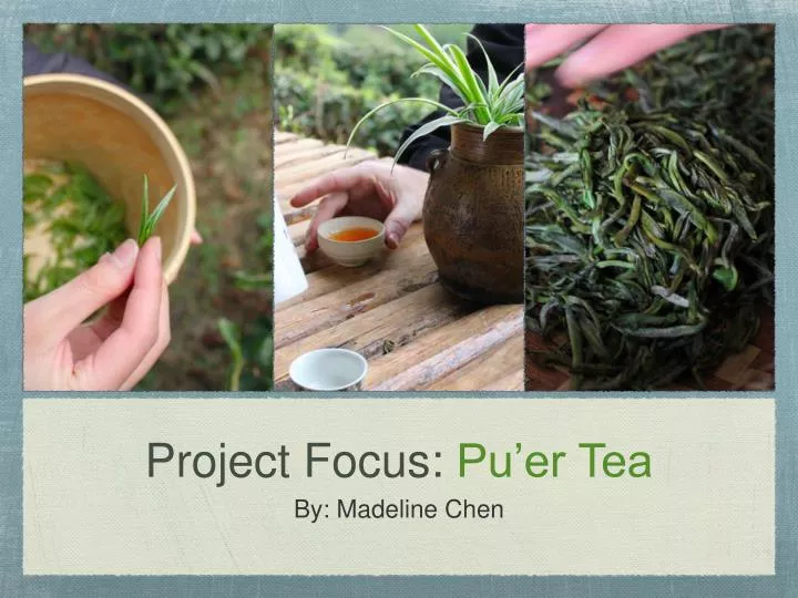 project focus pu er tea