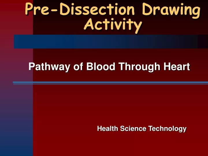 pre dissection drawing activity