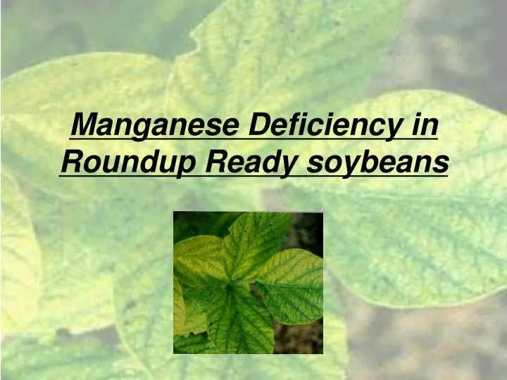 manganese deficiency in roundup ready soybeans
