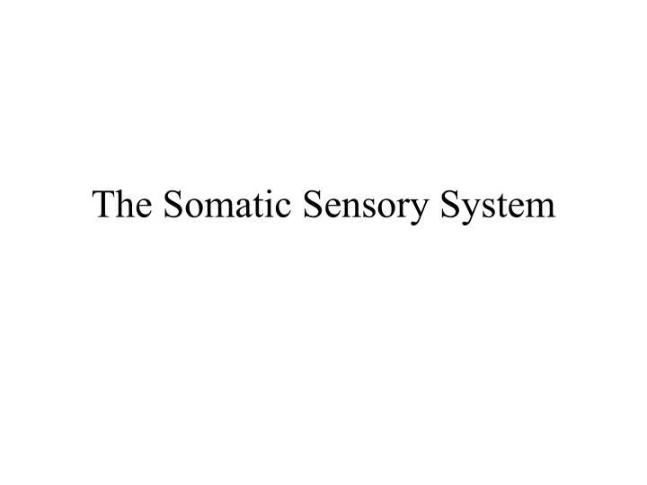 the somatic sensory system