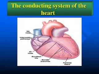 The conducting system of the heart