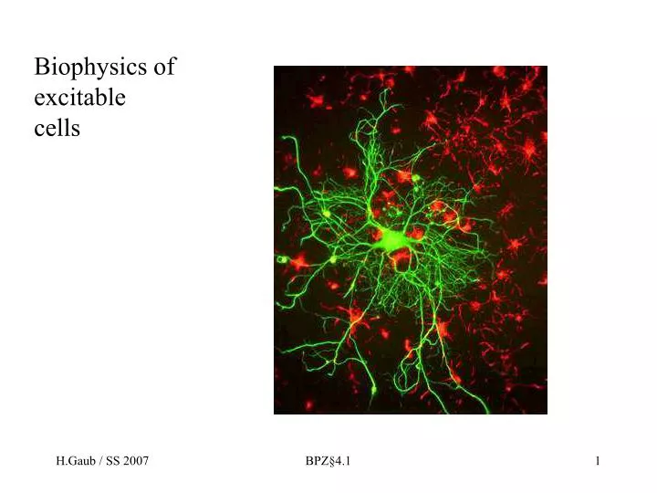 biophysics of excitable cells