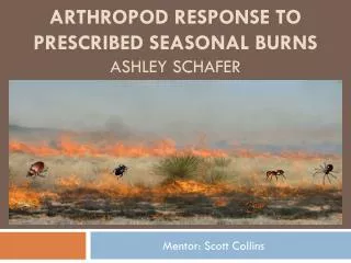 Arthropod Response to Prescribed Seasonal Burns ASHLEY sCHAFER