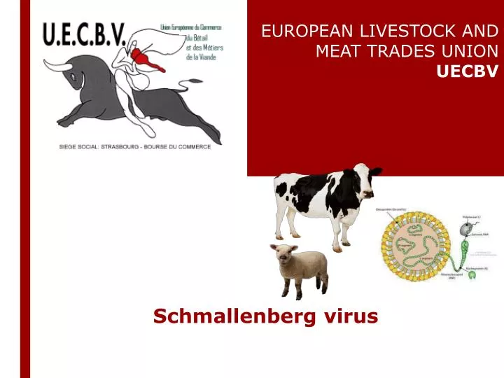 schmallenberg virus