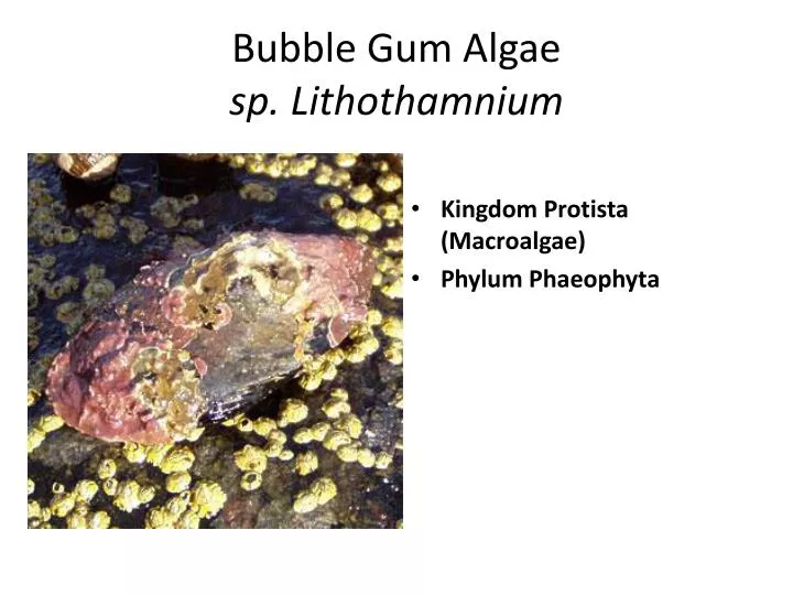 bubble gum algae sp lithothamnium