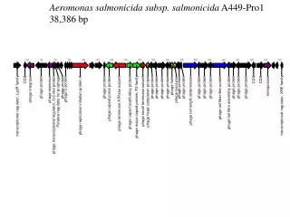 Aeromonas salmonicida subsp. salmonicida A449-Pro1 38,386 bp