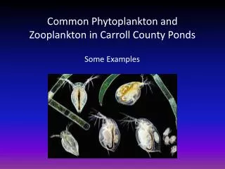 Common Phytoplankton and Zooplankton in Carroll County Ponds