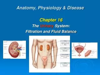Anatomy, Physiology &amp; Disease