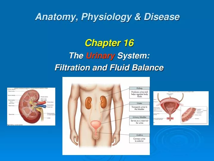 anatomy physiology disease