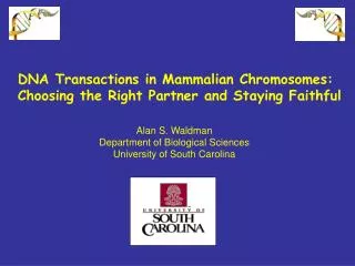 DNA Transactions in Mammalian Chromosomes: Choosing the Right Partner and Staying Faithful