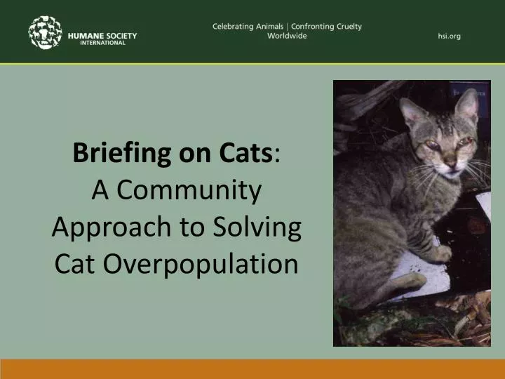 briefing on cats a community approach to solving cat overpopulation