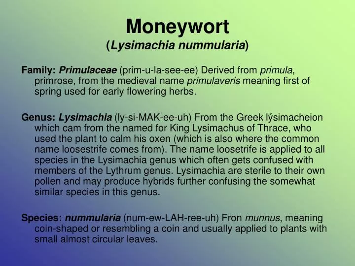 moneywort lysimachia nummularia