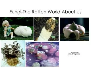 Fungi-The Rotten World About Us