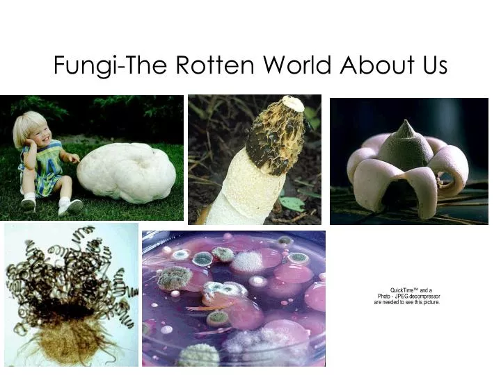 fungi the rotten world about us