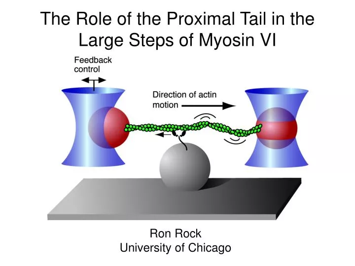 the role of the proximal tail in the large steps of myosin vi