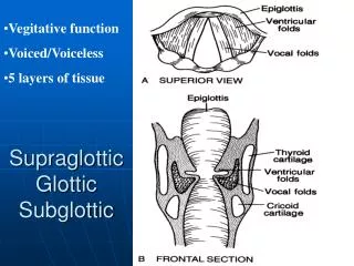 Supraglottic Glottic Subglottic