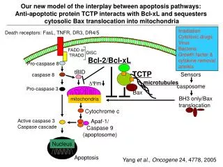 Our new model of the interplay between apoptosis pathways: