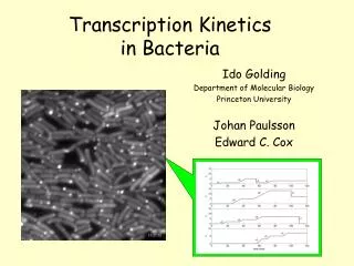 Transcription Kinetics in Bacteria