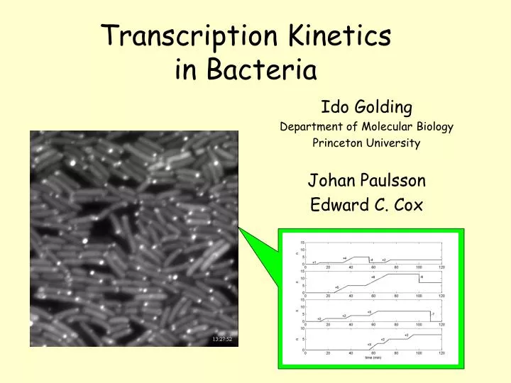 transcription kinetics in bacteria