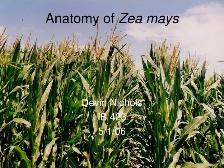 anatomy of zea mays