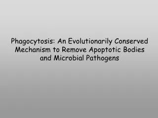 Phagocytosis: An Evolutionarily Conserved Mechanism to Remove Apoptotic Bodies
