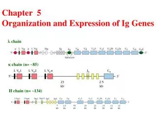 Chapter 5 Organization and Expression of Ig Genes