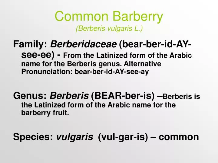 common barberry berberis vulgaris l