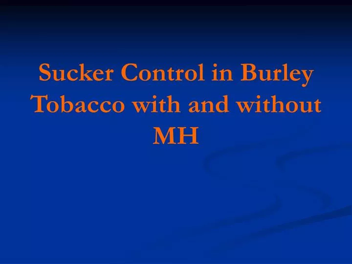 sucker control in burley tobacco with and without mh