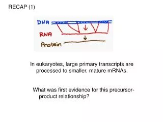 In eukaryotes, large primary transcripts are processed to smaller, mature mRNAs.