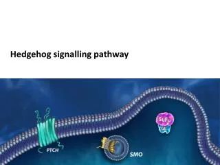 Hedgehog signalling pathway