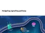 Hedgehog signalling pathway - slide 1