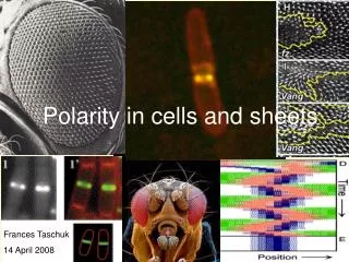 Polarity in cells and sheets