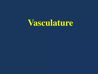 Vasculature
