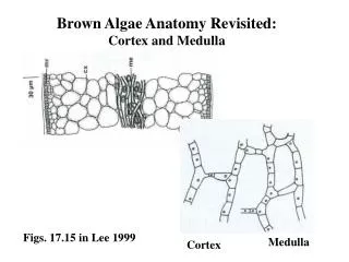 Brown Algae Anatomy Revisited: Cortex and Medulla