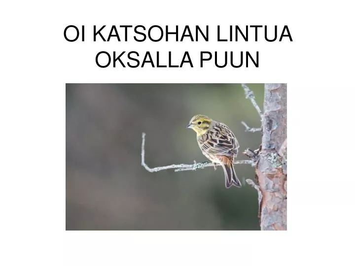 oi katsohan lintua oksalla puun