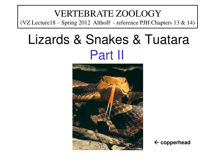 lizards snakes tuatara part ii