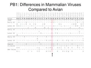PB1: Differences in Mammalian Viruses Compared to Avian