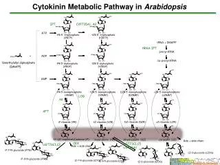 Cytokinin Metabolic Pathway in Arabidopsis