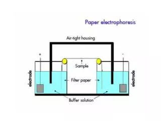 Factors affecting electrophoresis The electric field