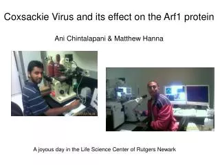 Coxsackie Virus and its effect on the Arf1 protein Ani Chintalapani &amp; Matthew Hanna