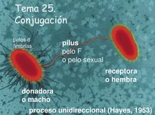 tema 25 conjugaci n
