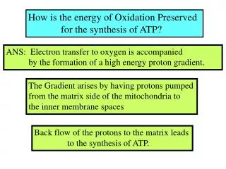 How is the energy of Oxidation Preserved for the synthesis of ATP?