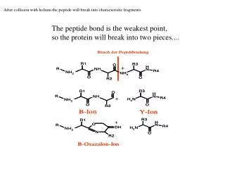 The peptide bond is the weakest point, so the protein will break into two pieces....