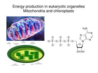Energy production in eukaryotic organelles Mitochondria and chloroplasts