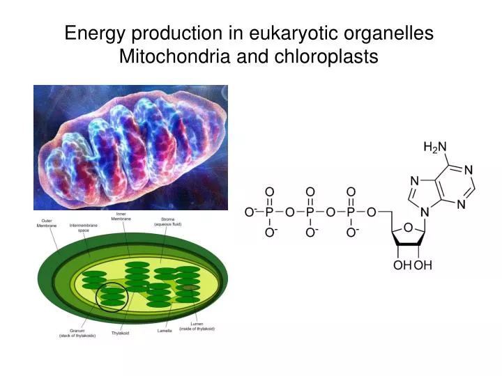 energy production in eukaryotic organelles mitochondria and chloroplasts