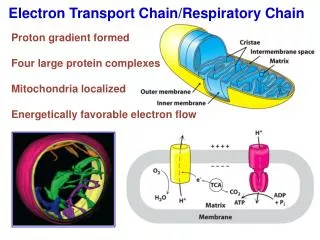 Electron Transport Chain/Respiratory Chain