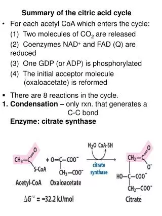 Summary of the citric acid cycle